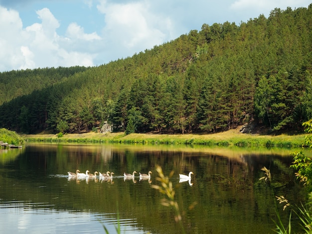 Schöne Sommerlandschaft, weiße Gänse, die auf dem Fluss, den Ufern und dem Wald schwimmen, spiegelten sich im Wasser wider,