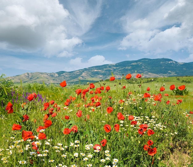 Schöne sommerliche Berglandschaft mit Blumen