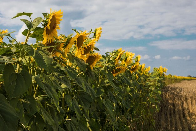 Schöne Sonnenblume an einem sonnigen Tag mit natürlichem Hintergrund Selektiver Fokus Hochwertiges Foto