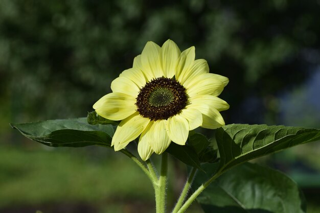 Schöne Sonnenblume an einem sonnigen Tag mit natürlichem Hintergrund Selektiver Fokus