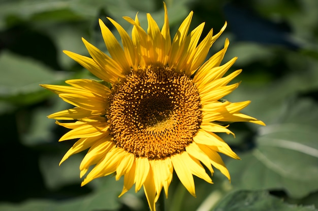 Schöne Sonnenblume auf dem Feld