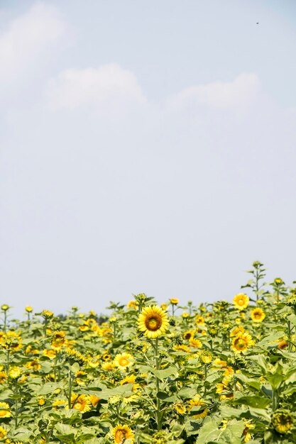 schöne Sonnenblume auf dem Gebiet