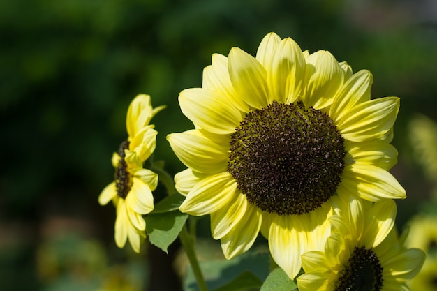 Schöne Sonnenblume auf dem Gebiet.