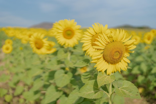 Schöne Sonnenblume auf einem Feld zur Morgenzeit