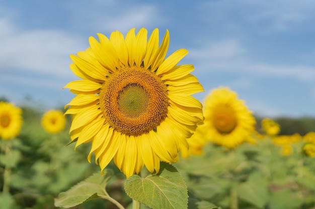 Schöne Sonnenblume auf einem Feld zur Morgenzeit