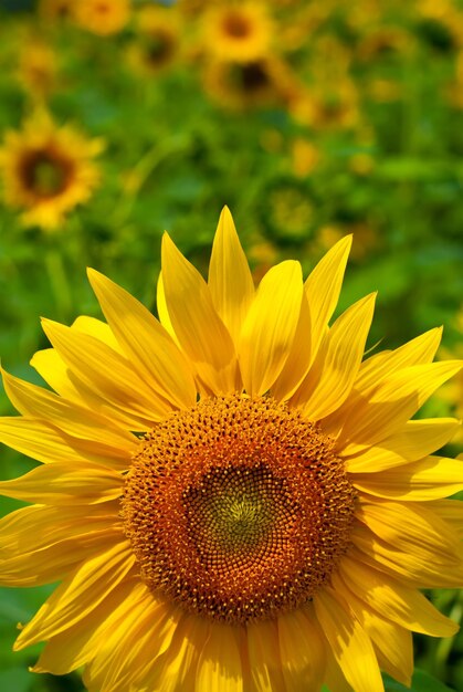 Schöne Sonnenblume auf einem Gebiet