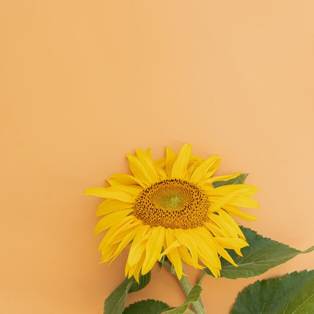 Foto schöne sonnenblume auf pfirsich-hintergrund minimalblumenkomposition