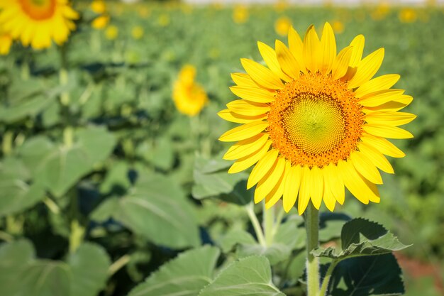 Schöne Sonnenblume der Nahaufnahme über dem grünen Feld