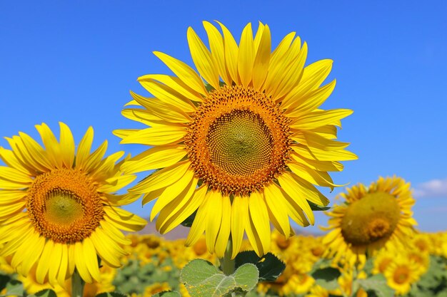 Schöne Sonnenblume, die auf den Feldern blüht.