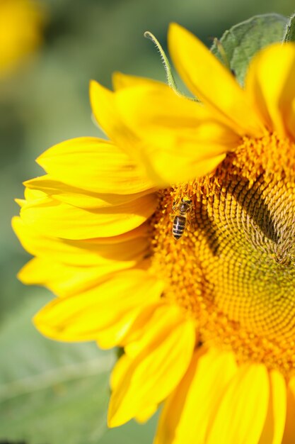 Schöne Sonnenblume im Feld