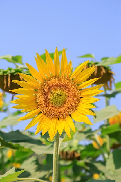 Schöne Sonnenblume im Feld