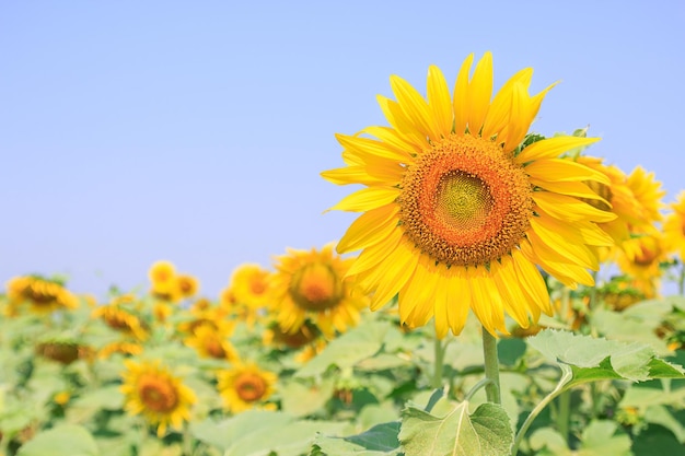 Schöne Sonnenblume im Feld