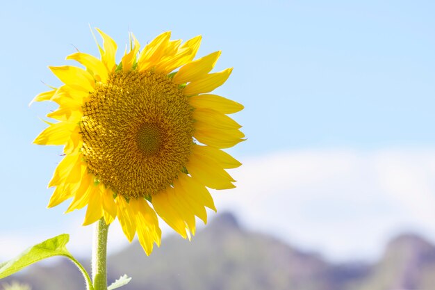 Schöne Sonnenblume im Garten