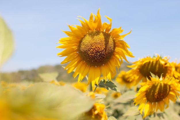 Foto schöne sonnenblume im sonnenblumenfeld im sommer mit blauem himmel