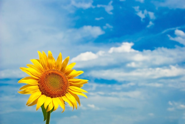 Schöne Sonnenblume mit blauem Himmel