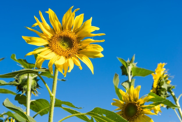 Schöne Sonnenblumen auf dem Gebiet mit strahlend blauem Himmel