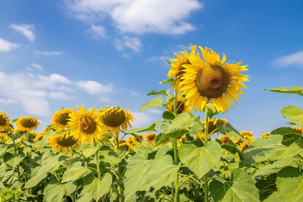 Schöne Sonnenblumen auf dem natürlichen Hintergrund des Feldes, blühende Sonnenblume, Blumen auf buntem Hintergrund