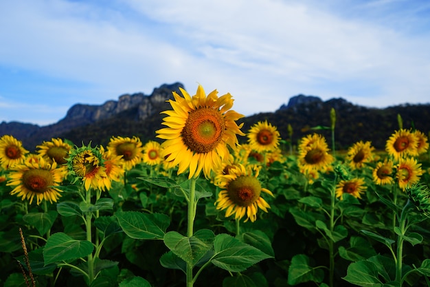 Schöne Sonnenblumen gegen den Himmel