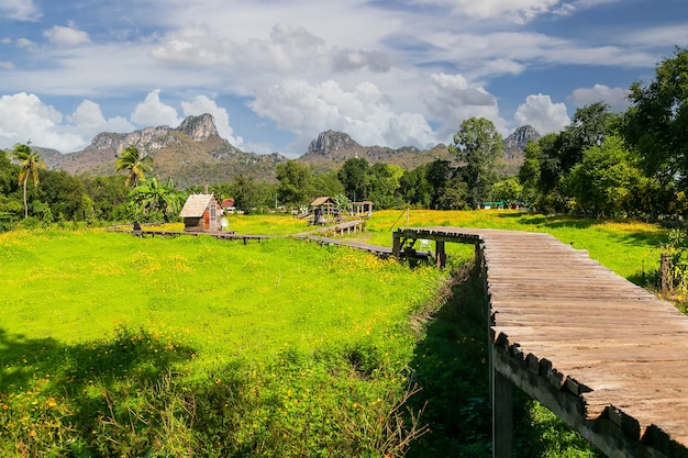 Schöne Sonnenblumen im Frühlingsfeld in der Provinz Lopburi, Thailand