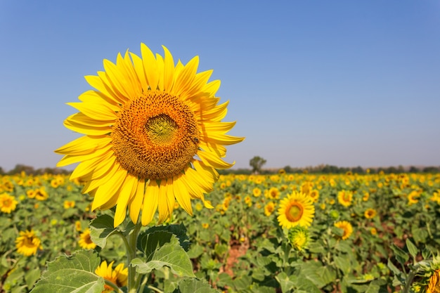 Schöne Sonnenblumen im Frühlingsfeld