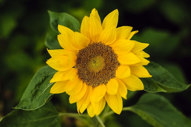 Schöne Sonnenblumen im Sommer im Garten