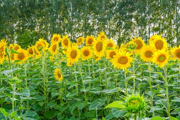 Schöne Sonnenblumen im Sonnenblumenfeld im Sommer mit blauem Himmel in Europa