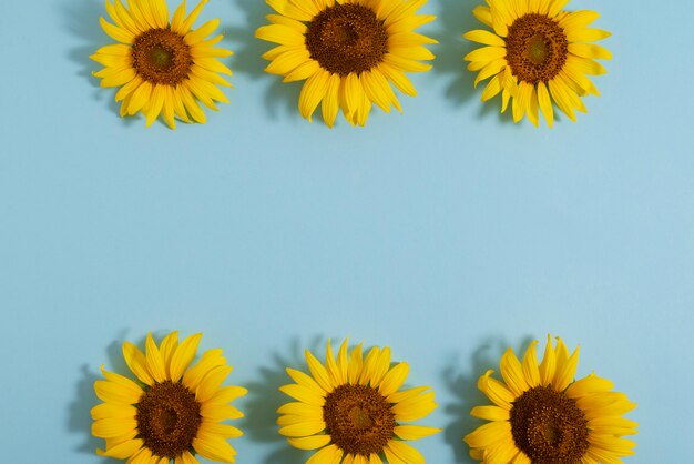 Foto schöne sonnenblumen im studiostillleben