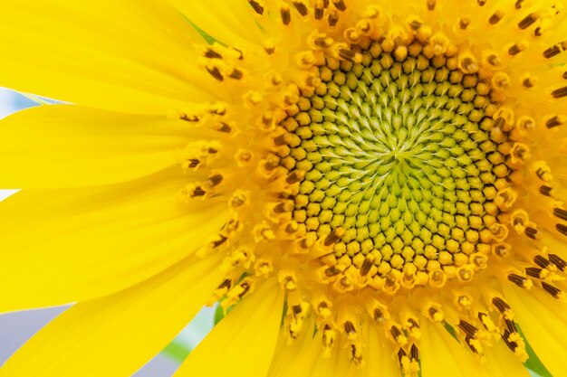 Schöne Sonnenblumen-Nahaufnahme im Garten