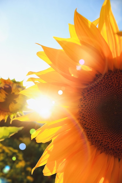 Schöne Sonnenblumenblüte gegen den Himmel im Abendlicht des Sommersonnenuntergangs