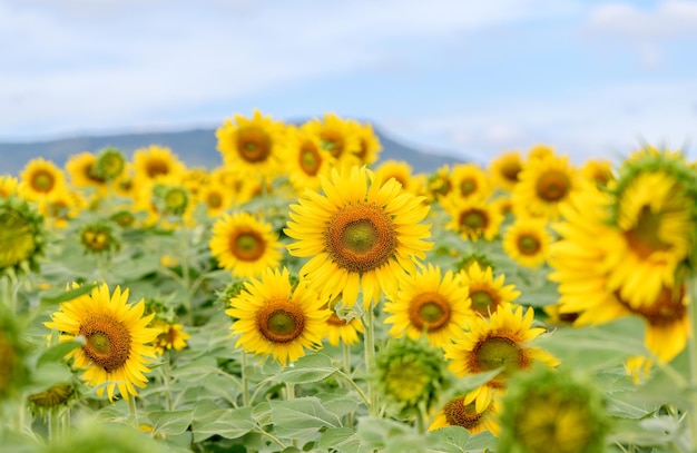 Schöne Sonnenblumenblume, die im Sonnenblumenfeld blüht Beliebte Touristenattraktionen der Provinz Lopburi
