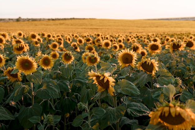 Foto schöne sonnenblumenfeldlandschaft