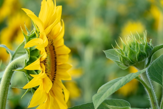 Schöne Sonnenblumennahaufnahme im Licht der untergehenden Sonne Teile einer blühenden Sonnenblumenblume Anbau von Blumen im industriellen Maßstab für die Produktion von Öl und Tierfutter