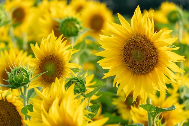 Schöne Sonnenblumennahaufnahme im Licht der untergehenden Sonne Teile einer blühenden Sonnenblumenblume Anbau von Blumen im industriellen Maßstab für die Produktion von Öl und Tierfutter