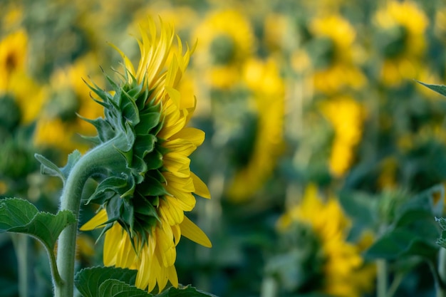 Schöne Sonnenblumennahaufnahme im Licht der untergehenden Sonne Teile einer blühenden Sonnenblumenblume Anbau von Blumen im industriellen Maßstab für die Produktion von Öl und Tierfutter