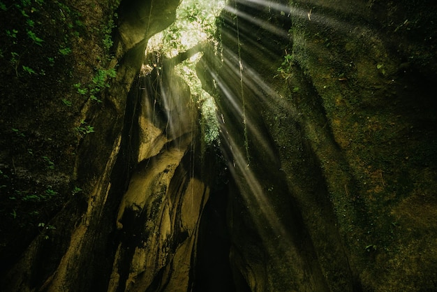 Schöne Sonnenlichtstrahlen, die durch Höhle und Blätter scheinen