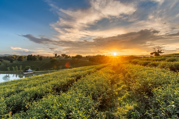 Schöne Sonnenuntergänge bei Chui Fong Tea Plantation Chiang Rai Thailand.