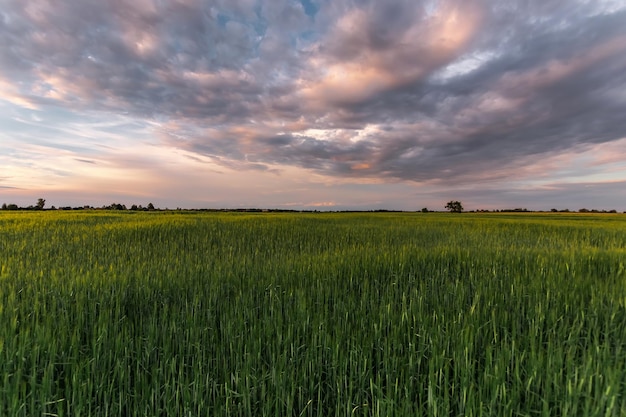 Schöne Sonnenuntergangwolken über dem grünen Feld Sonnenuntergang über dem Feld