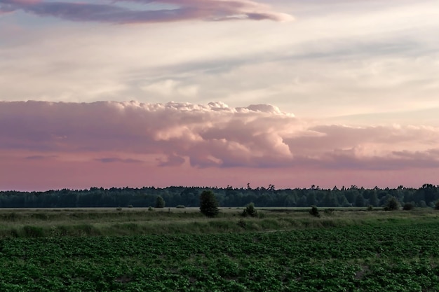 Schöne Sonnenuntergangwolken über dem grünen Feld Sonnenuntergang über dem Feld