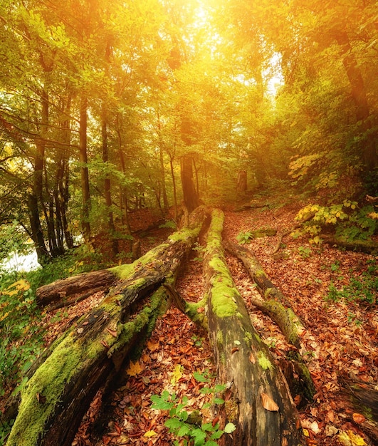 Schöne sonnige Herbstlandschaft mit gefallenen trockenen roten Ahornblättern durch den Wald und grüne Bäume