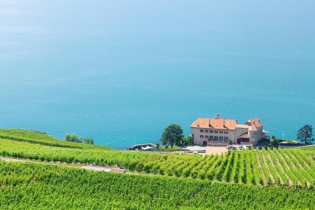 Schöne sonnige Landschaft mit Weinbergen in der Nähe des Sees