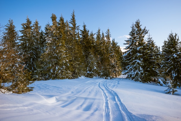 Schöne sonnige Landschaft von flauschigen Tannenbäumen, die zwischen weißen Schneeverwehungen gegen eine Wand der Hügel und einen Wald mit weißen Wolken und einem blauen Himmel an einem frostigen Tag wachsen.