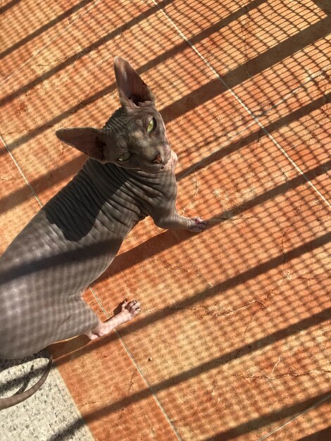 Foto schöne sphynx-katze