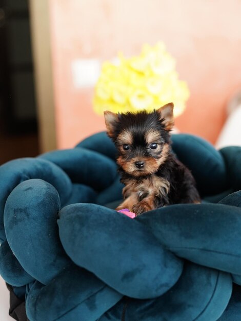 Foto schöne, spielerische yorkshire-terrier-hündchen, das auf einem hundebett ruht