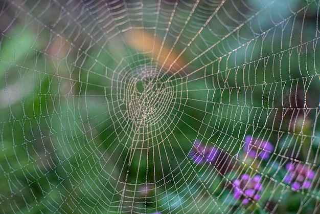 Schöne Spinnennetz Makrofotografie Hintergrund Natur