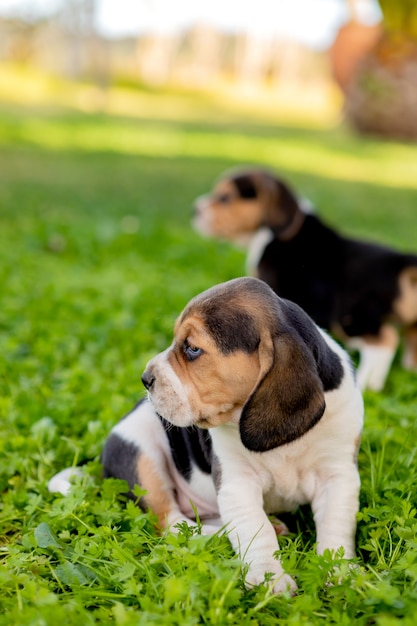 Schöne Spürhundwelpen auf dem grünen Gras