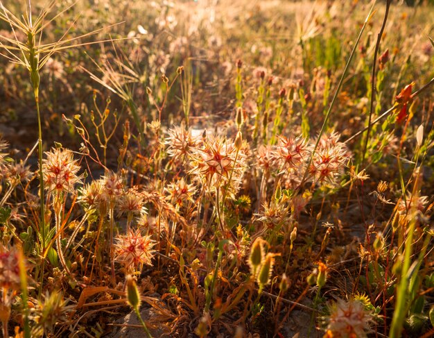 Schöne Sternkleeblumen Trifolium stellatum in Griechenland bei Sonnenuntergang