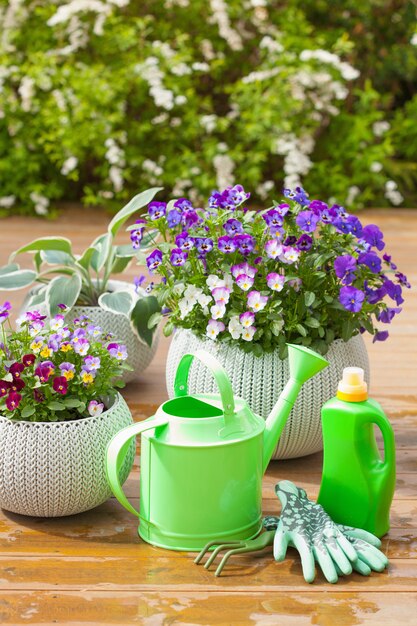 Schöne Stiefmütterchen Sommerblumen im Garten, Gießkanne, Werkzeuge