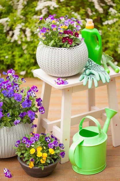 Schöne Stiefmütterchen Sommerblumen im Garten, Gießkanne, Werkzeuge