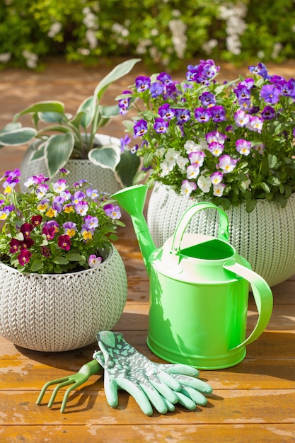 Schöne Stiefmütterchen Sommerblumen im Garten und Gießkanne Handschuhe