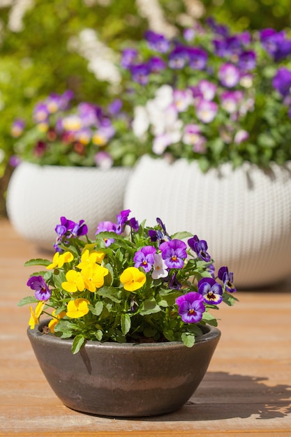 Schöne Stiefmütterchen-Sommerblumen in Blumentöpfen im Garten